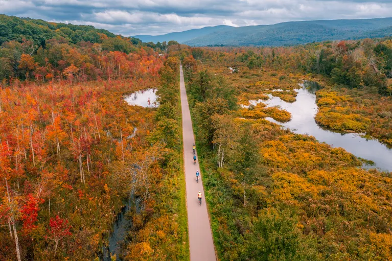 Aerial shot of foliage and a road 