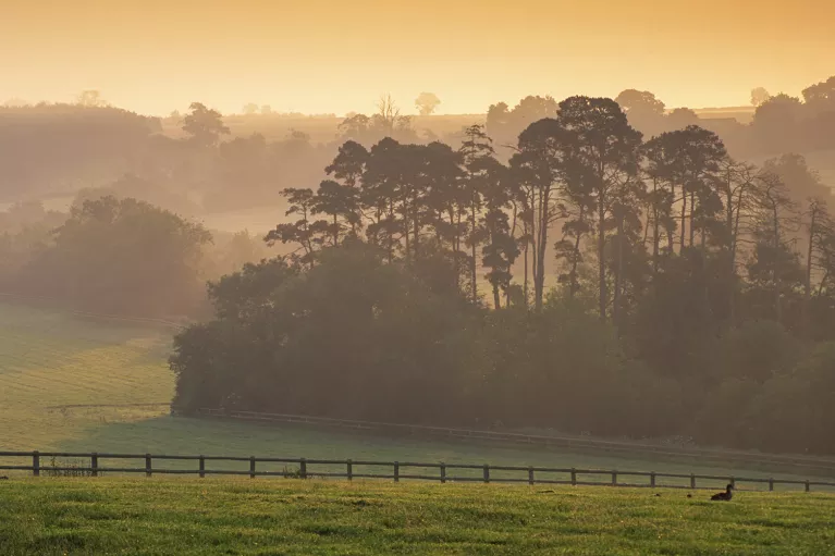 Large valley of grass covered in fog with trees in the distance