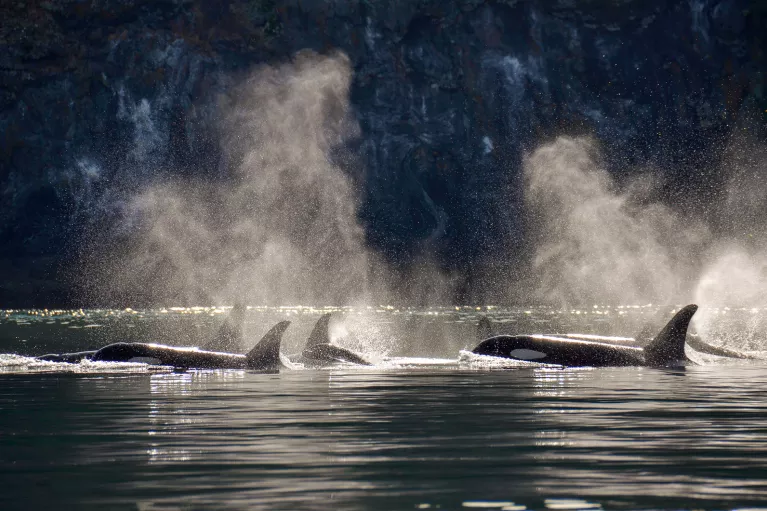 Multiple whales above sea level