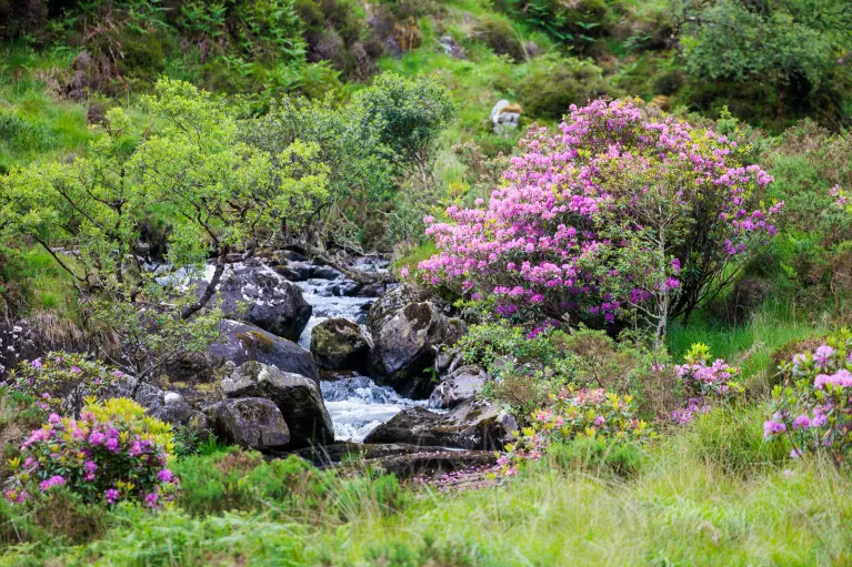 Small river surrounded by pink flowers and small trees