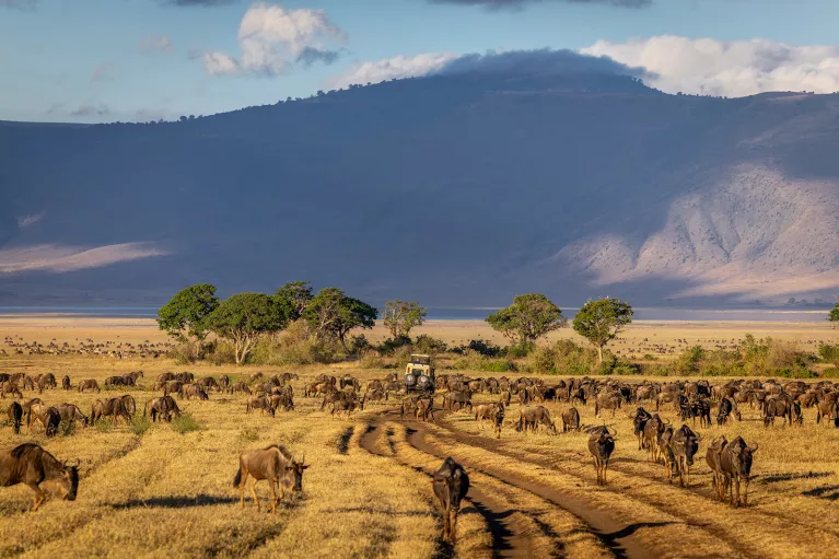 cows grazing on a field