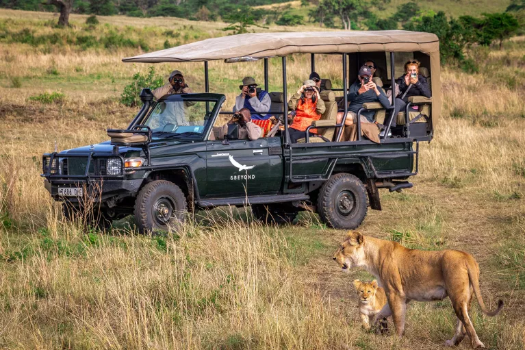 a caravan on safari next to a lion