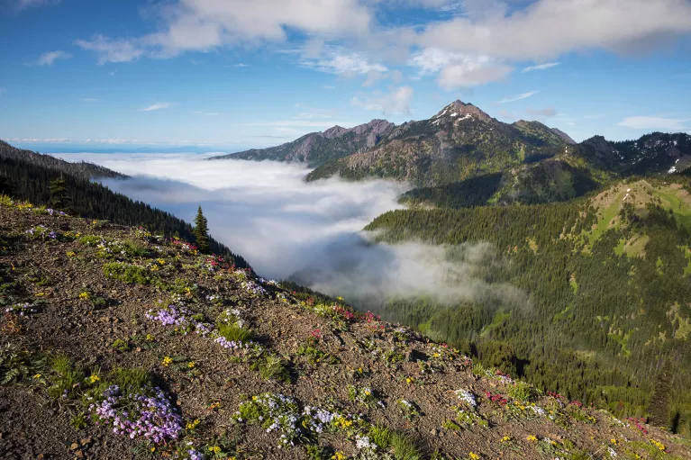 Patches of flowers and plants on a dirt cliff overlooking other mountains