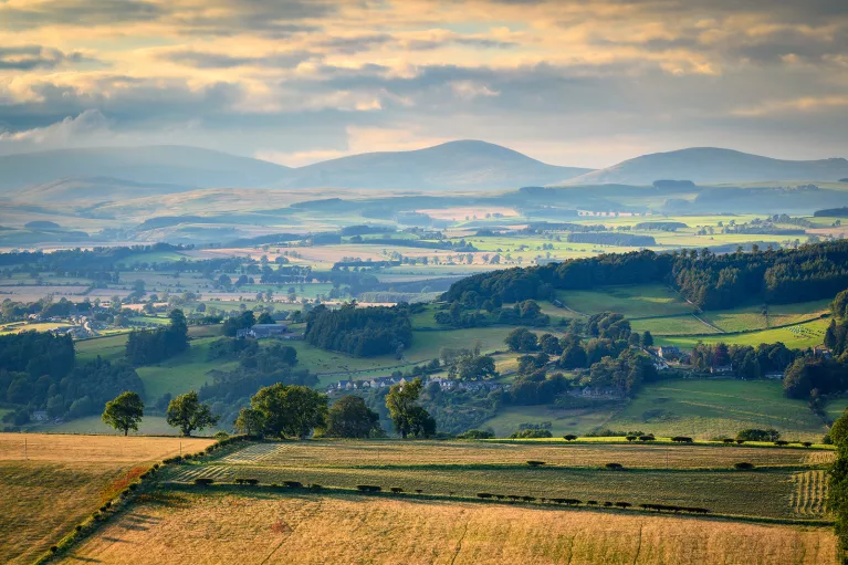 Farmland surrounded by trees