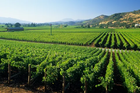 Open field of green crops and small hills in the distance