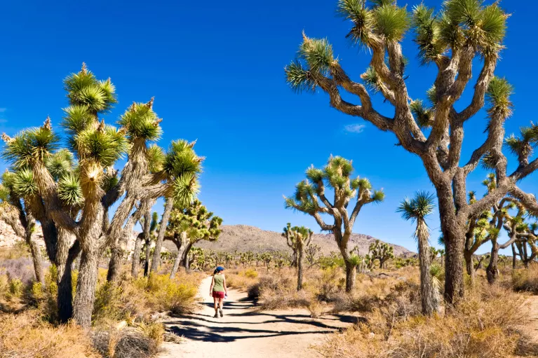 Valley of Joshua trees, with a woman walking on a dirt path
