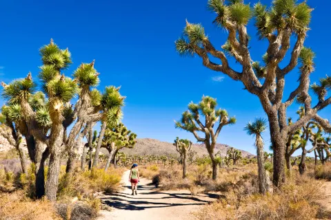 Valley of Joshua trees, with a woman walking on a dirt path