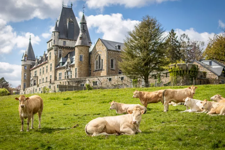 Herd of cows laying on a grass field, with a large castle-like building in the background
