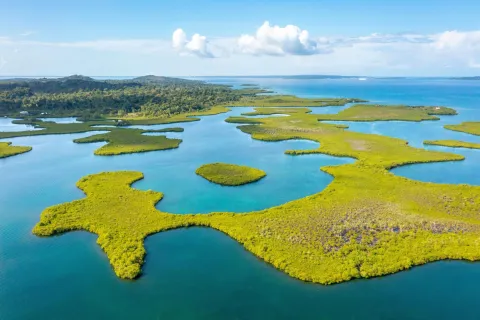 Marsh with plots of grassy fields and a forest in the distance