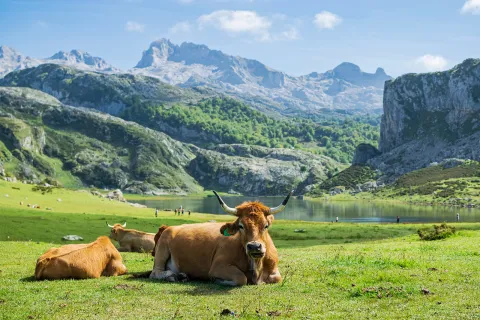 Herd of cows laying on a grassy valley