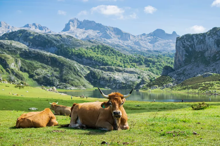 Herd of cows laying on a grassy valley