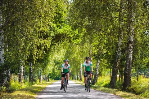 Two people biking on a road surrounded by tall trees