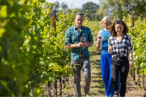 Two women and one man walking through a vineyard, while holding glasses of wine
