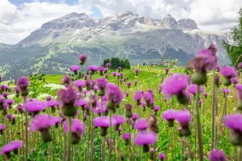 Field of purple wildflowers blooming across a lush alpine meadow, with rolling green hills and dramatic gray mountain peaks rising in the distance beneath a partly cloudy sky.