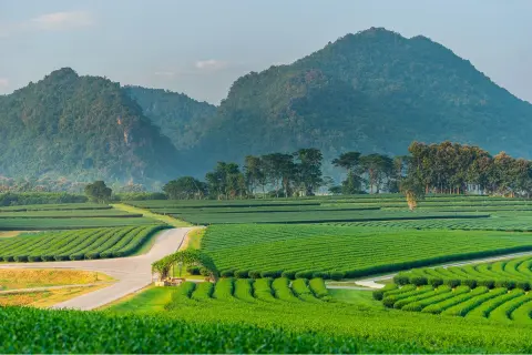 Large rice field with mountains in the distance