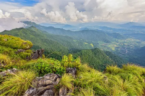 Top of a hill with tropical plants at the top