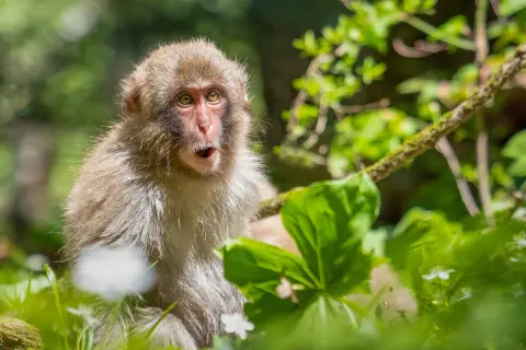 Monkey standing on top of a branch