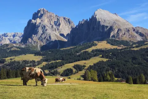 Cows graze in a sunlit alpine pasture framed by forested hills and rugged Dolomite peaks, creating a classic mountain landscape beneath a cloudless sky.  Provide your feedback on BizChat
