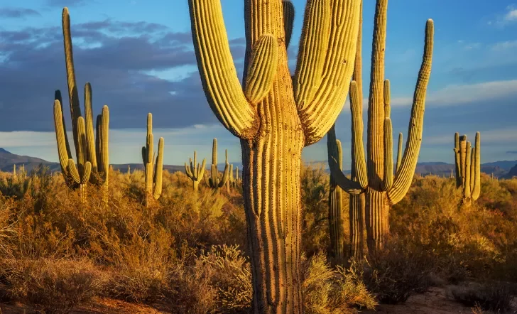 Cacti in desert