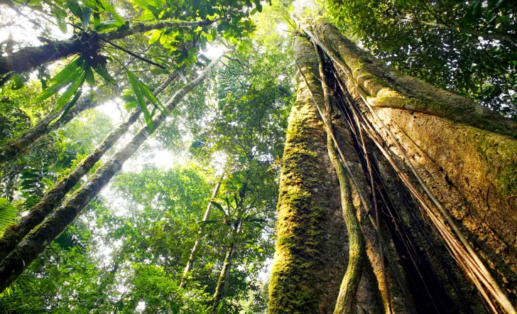 Worm's eye view of forest canopy