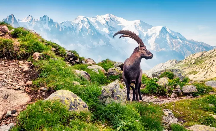 Alpine Ibex on top of mountain.