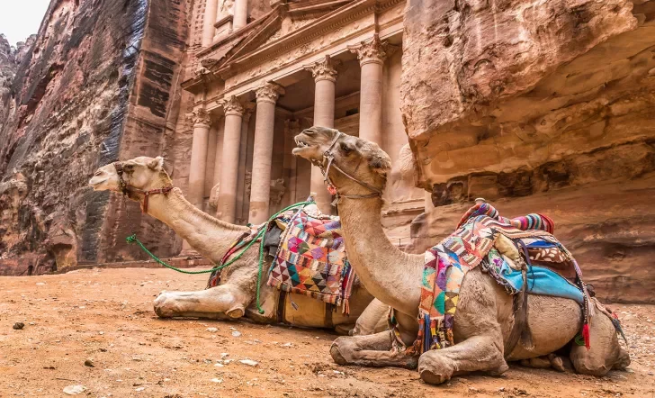 Camels in Petra Jordan