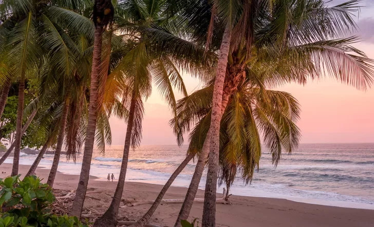 Palm Trees Walking on Beach During Sunset