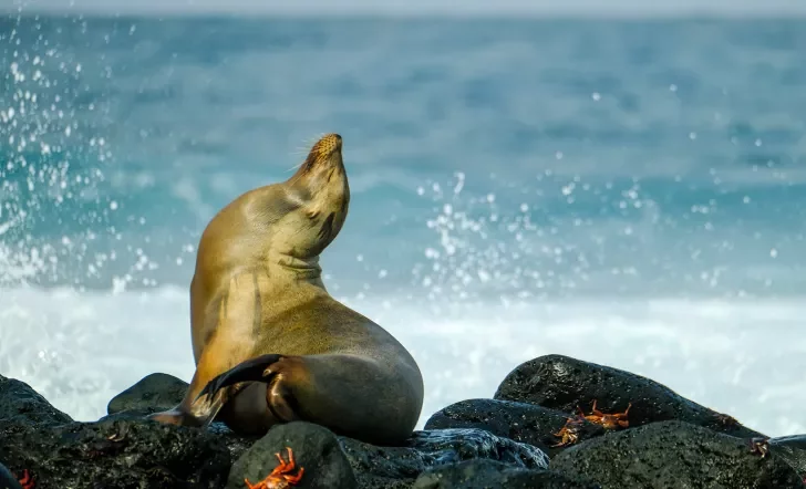 Seal and Crab On Rocks Ecuador