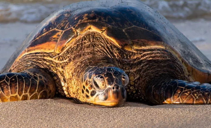 Sea turtle resting on a beach in Hawaii