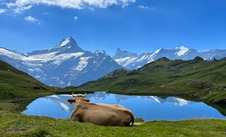 Wide shot of lake, bull in foreground, overlooking mountain.