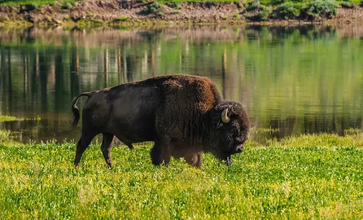 Bison walking through green fields