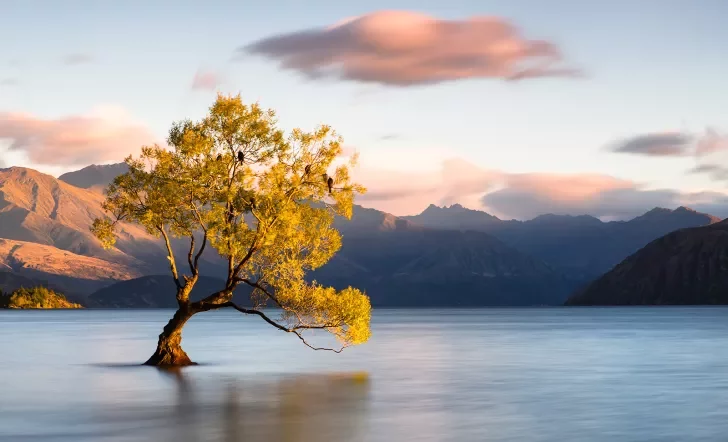 Lone tree in a lake in New Zealand