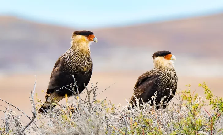 Close-up of two Crested Caracara.