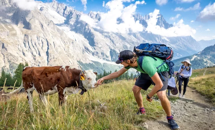Two guests with cow, one reaching out to it, mountain in background.