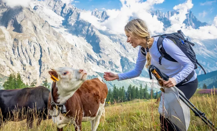 Feeding Cows Swiss Alps