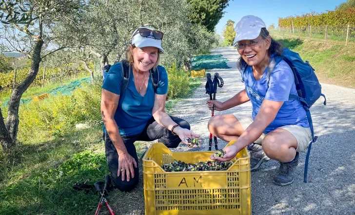 Two Backroads guests holding handfuls of fresh picked olives.