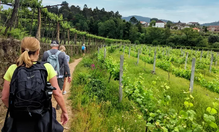 Guests walking through vineyard, grapevines on either side, towards town.
