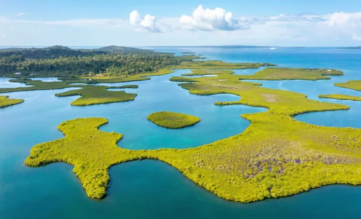 Marsh with plots of grassy fields and a forest in the distance