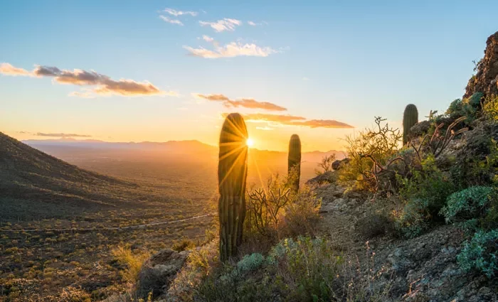 Sonoran Desert Landscape, Arizona