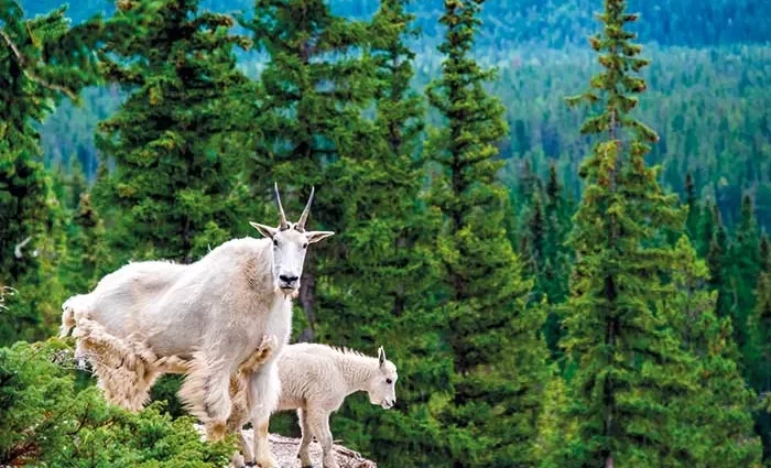 Mountain Goats, Canadian Rockies