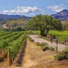 Guests riding next to California vineyard.