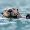 Close-up of sea otter.