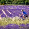 Guest cycling through lavender field.