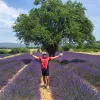 Backroads Guest in Lavender Field