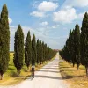 Guest cycling down lone, tree-lined road.
