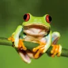 Frog Costa Rica