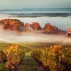 Shot of countryside vineyard, fog rolling in, sunrise.