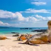 Sandy Beach Sea Lion Ecuador