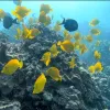 Colorful yellow fish swimming in the ocean by Hawaii