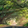 Road running through a shaded forest in Hawaii